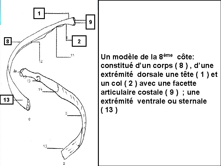 1 9 8 13 2 Un modèle de la 8ème côte: constitué d’un corps