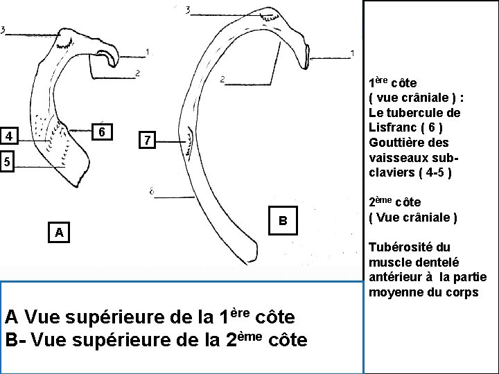 6 4 1ère côte ( vue crâniale ) : Le tubercule de Lisfranc (