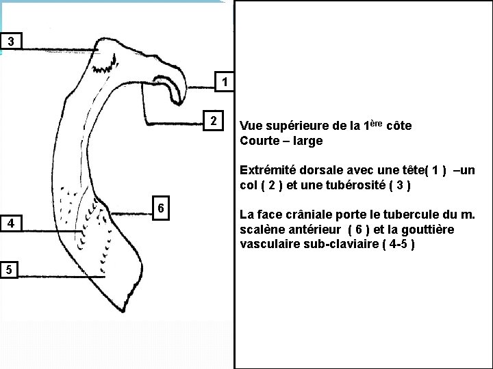 3 1 2 Vue supérieure de la 1ère côte Courte – large Extrémité dorsale