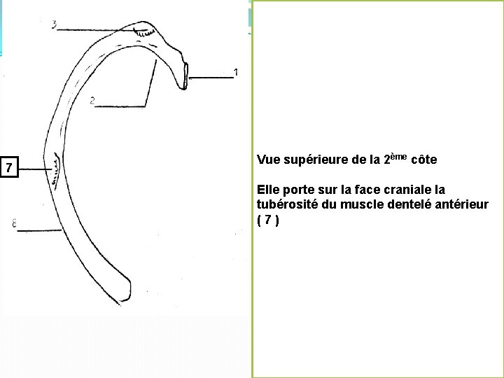 7 Vue supérieure de la 2ème côte Elle porte sur la face craniale la