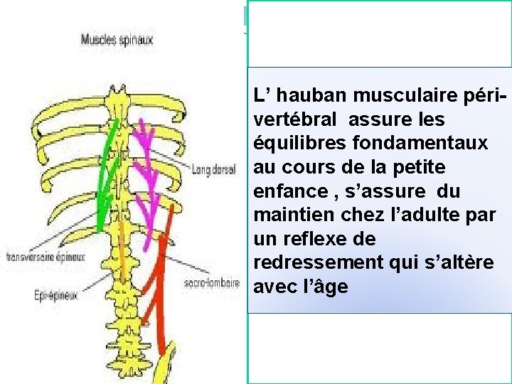 L’ hauban musculaire périvertébral assure les équilibres fondamentaux au cours de la petite enfance