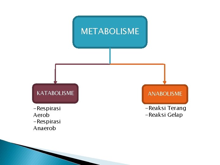 METABOLISME KATABOLISME -Respirasi Aerob -Respirasi Anaerob ANABOLISME -Reaksi Terang -Reaksi Gelap 