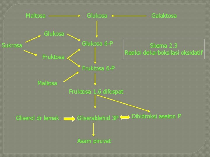 Maltosa Glukosa Galaktosa Glukosa 6 -P Skema 2. 3 Reaksi dekarboksilasi oksidatif Glukosa Sukrosa