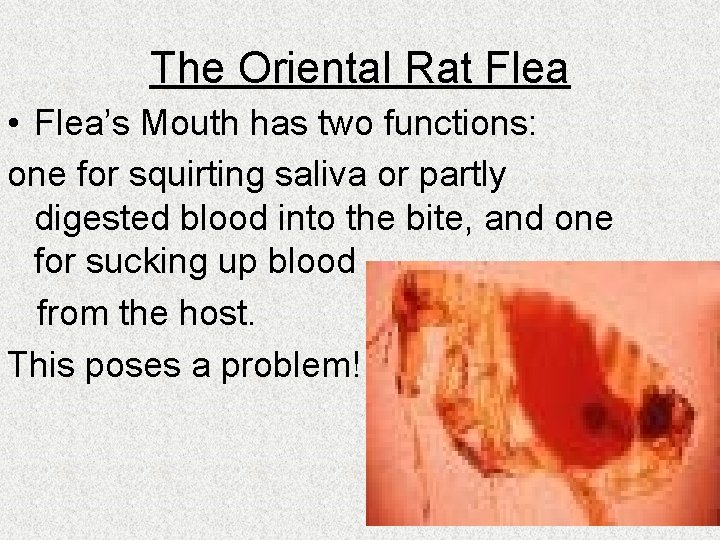 The Oriental Rat Flea • Flea’s Mouth has two functions: one for squirting saliva