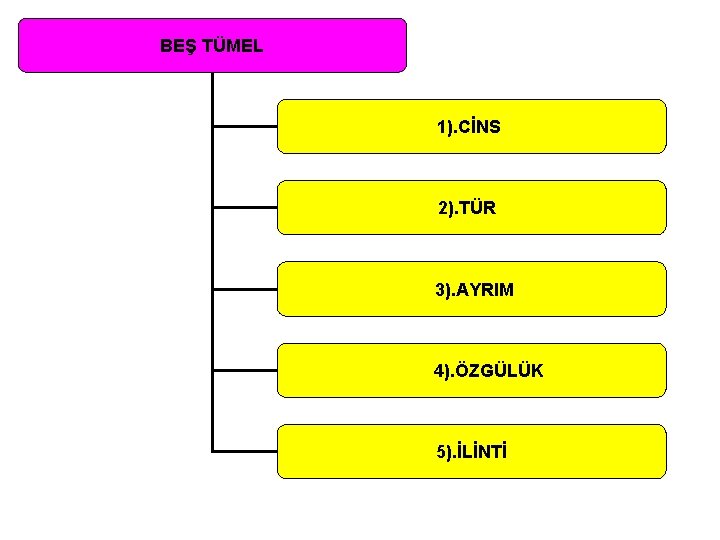 BEŞ TÜMEL 1). CİNS 2). TÜR 3). AYRIM 4). ÖZGÜLÜK 5). İLİNTİ 