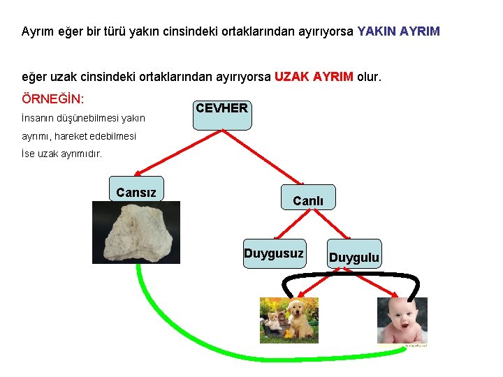 Ayrım eğer bir türü yakın cinsindeki ortaklarından ayırıyorsa YAKIN AYRIM eğer uzak cinsindeki ortaklarından