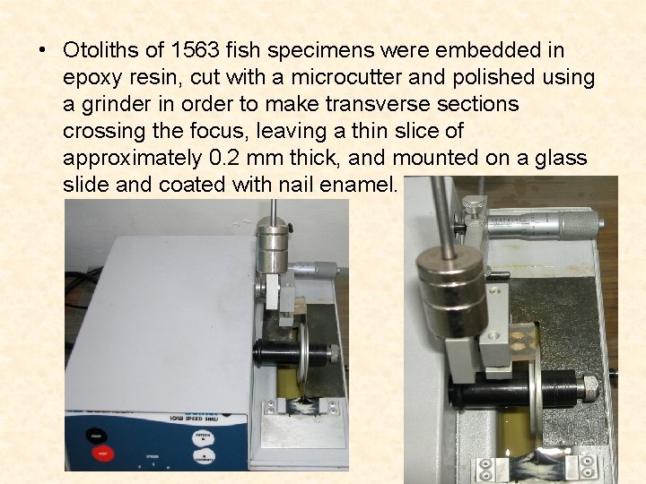  • Otoliths of 1563 fish specimens were embedded in epoxy resin, cut with