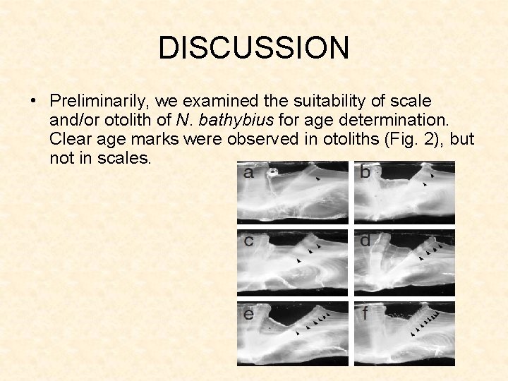 DISCUSSION • Preliminarily, we examined the suitability of scale and/or otolith of N. bathybius