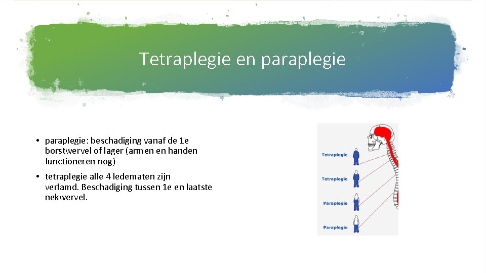 Tetraplegie en paraplegie • paraplegie: beschadiging vanaf de 1 e borstwervel of lager (armen