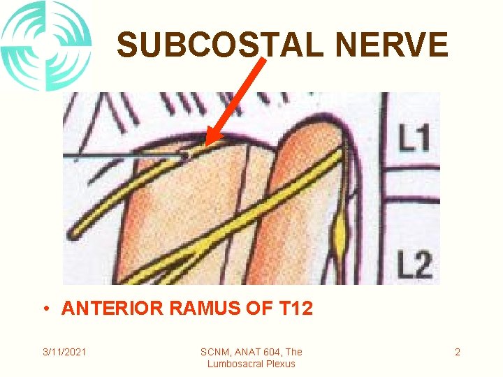 SUBCOSTAL NERVE • ANTERIOR RAMUS OF T 12 3/11/2021 SCNM, ANAT 604, The Lumbosacral