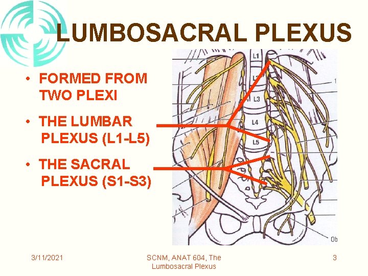 LUMBOSACRAL PLEXUS • FORMED FROM TWO PLEXI • THE LUMBAR PLEXUS (L 1 -L