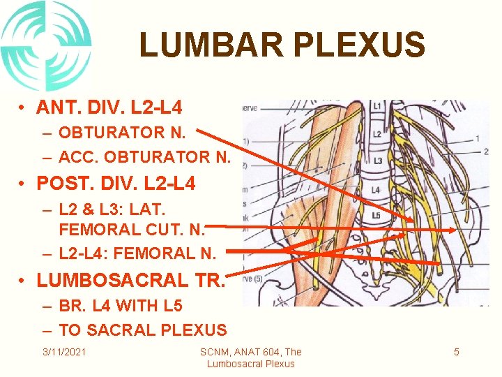 LUMBAR PLEXUS • ANT. DIV. L 2 -L 4 – OBTURATOR N. – ACC.