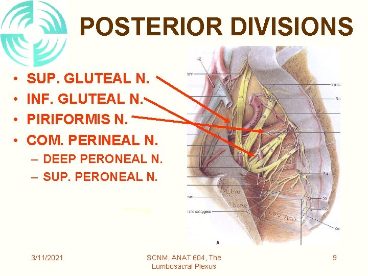 POSTERIOR DIVISIONS • • SUP. GLUTEAL N. INF. GLUTEAL N. PIRIFORMIS N. COM. PERINEAL