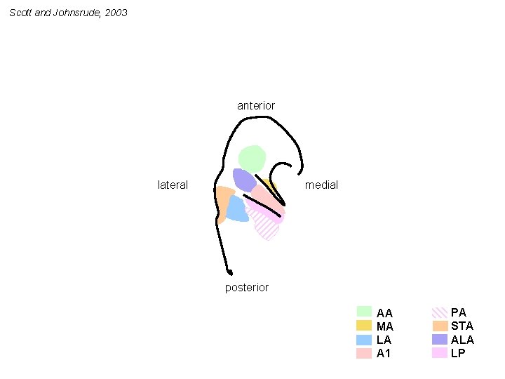 Scott and Johnsrude, 2003 anterior medial lateral posterior AA MA LA A 1 PA