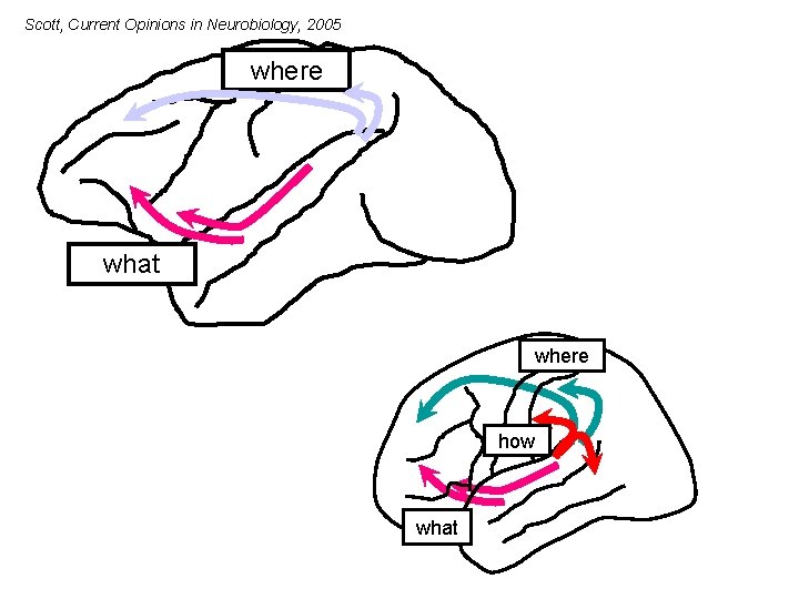 Scott, Current Opinions in Neurobiology, 2005 where what where how what Scott, in press