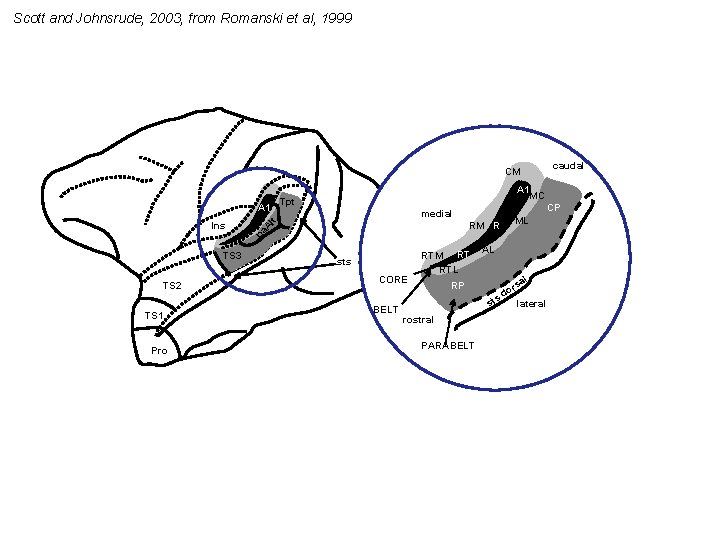 Scott and Johnsrude, 2003, from Romanski et al, 1999 caudal CM TS 3 TS