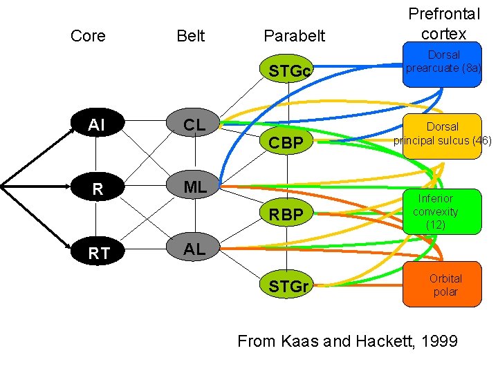 Core Belt Parabelt STGc AI CL R ML CBP RT Prefrontal cortex Dorsal prearcuate
