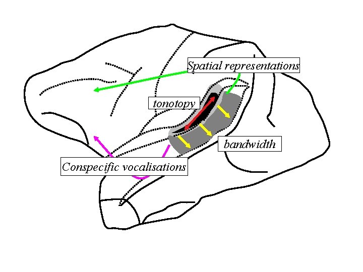 Spatial representations tonotopy bandwidth Conspecific vocalisations 