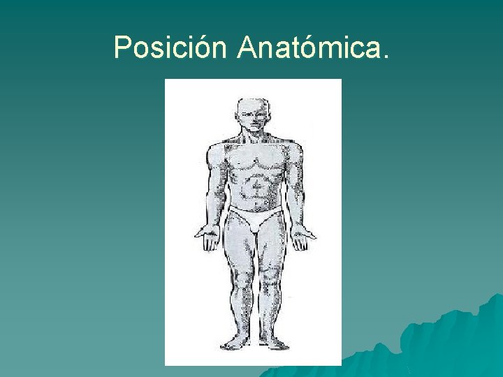 Posición Anatómica. 