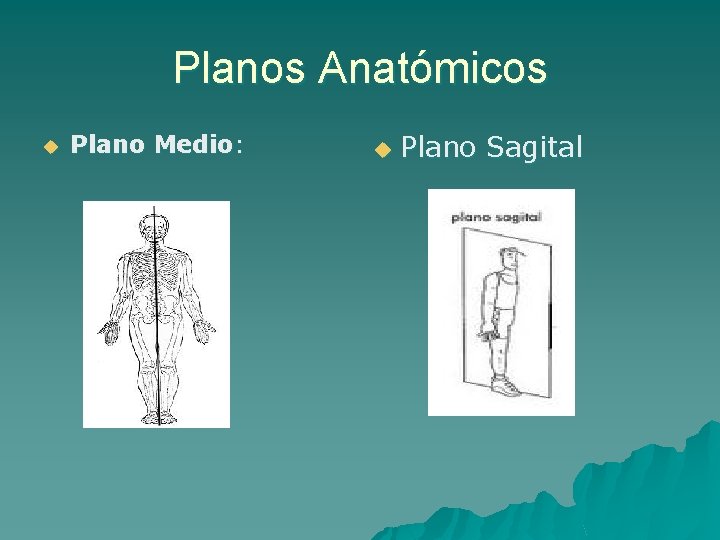 Planos Anatómicos u Plano Medio: u Plano Sagital 