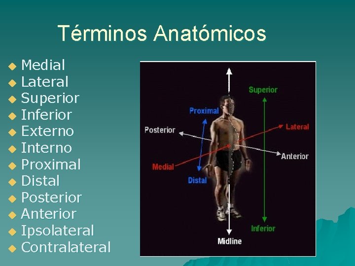 Términos Anatómicos Medial u Lateral u Superior u Inferior u Externo u Interno u