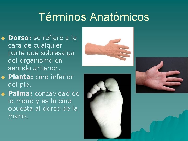 Términos Anatómicos u u u Dorso: se refiere a la cara de cualquier parte