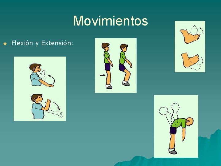 Movimientos u Flexión y Extensión: 
