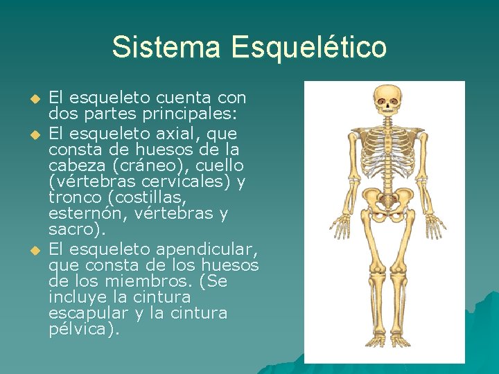 Sistema Esquelético u u u El esqueleto cuenta con dos partes principales: El esqueleto