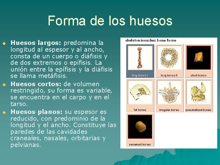 Forma de los huesos u u u Huesos largos: predomina la longitud al espesor