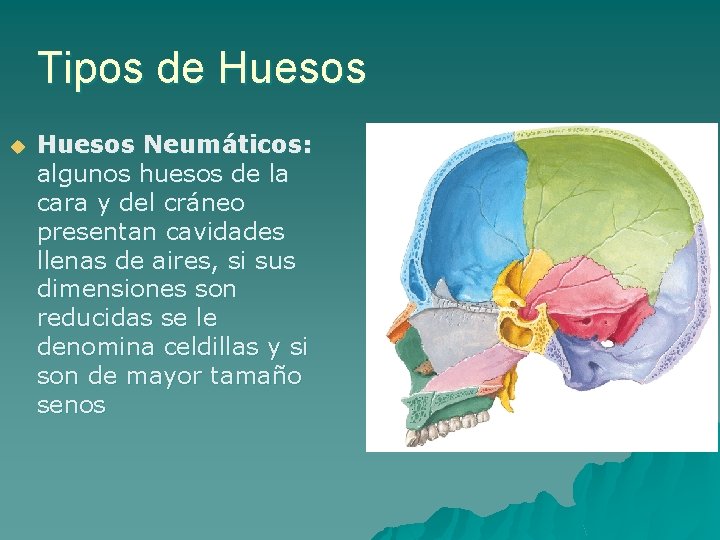 Tipos de Huesos u Huesos Neumáticos: algunos huesos de la cara y del cráneo