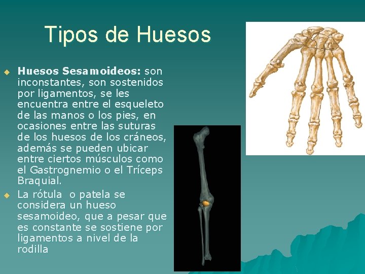 Tipos de Huesos u u Huesos Sesamoideos: son inconstantes, son sostenidos por ligamentos, se