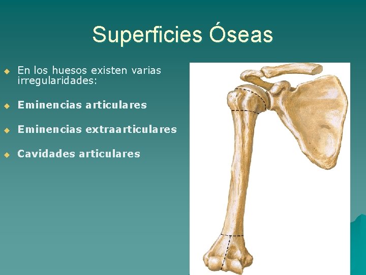 Superficies Óseas u En los huesos existen varias irregularidades: u Eminencias articulares u Eminencias