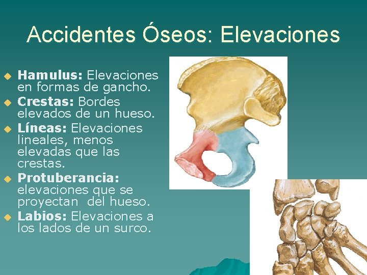 Accidentes Óseos: Elevaciones u u u Hamulus: Elevaciones en formas de gancho. Crestas: Bordes