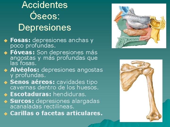 Accidentes Óseos: Depresiones u u u u Fosas: depresiones anchas y poco profundas. Fóveas: