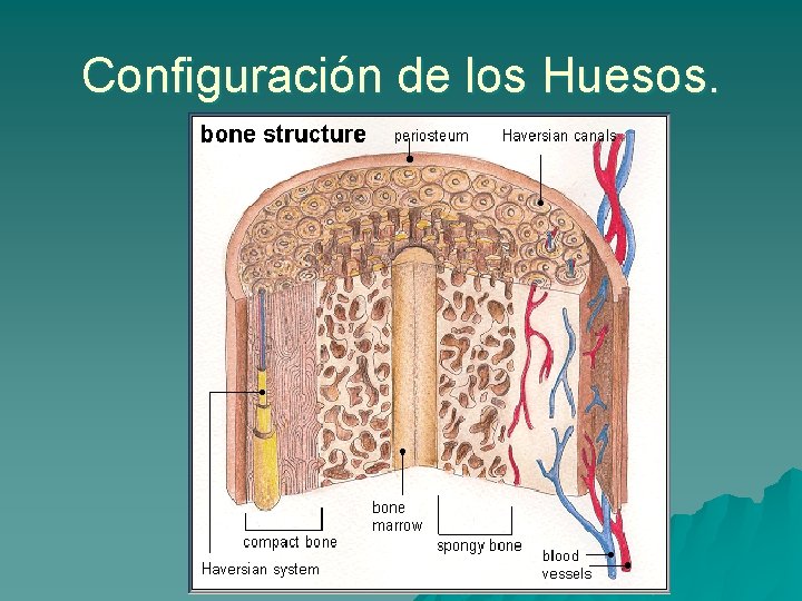 Configuración de los Huesos. 