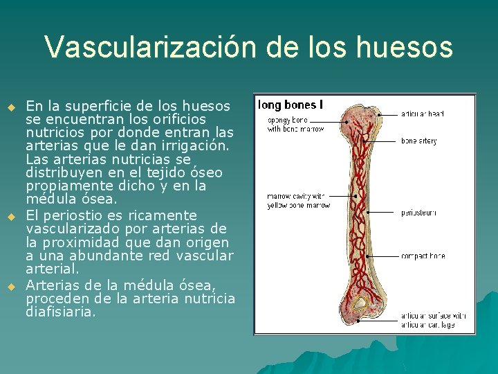 Vascularización de los huesos u u u En la superficie de los huesos se