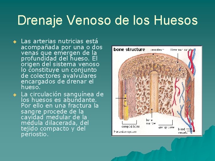 Drenaje Venoso de los Huesos u u Las arterias nutricias está acompañada por una