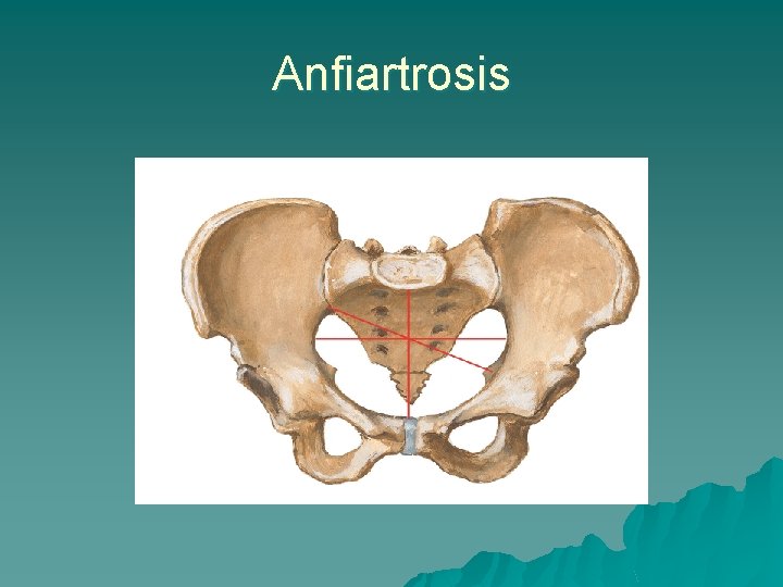 Anfiartrosis 