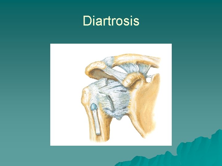 Diartrosis 