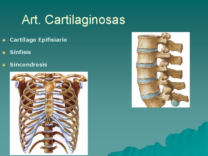 Art. Cartilaginosas u Cartílago Epifisiario u Sínfisis u Sincondrosis 