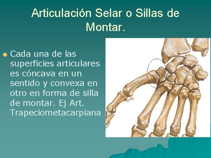 Articulación Selar o Sillas de Montar. u Cada una de las superficies articulares es