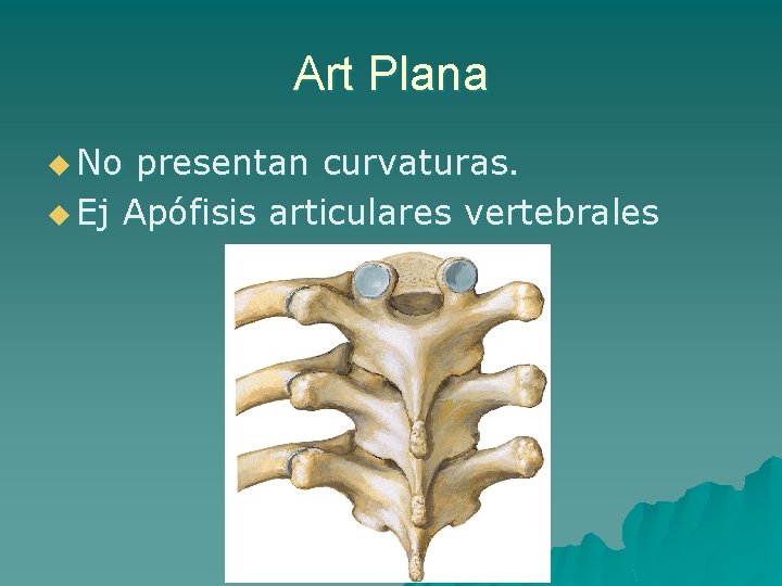 Art Plana u No presentan curvaturas. u Ej Apófisis articulares vertebrales 