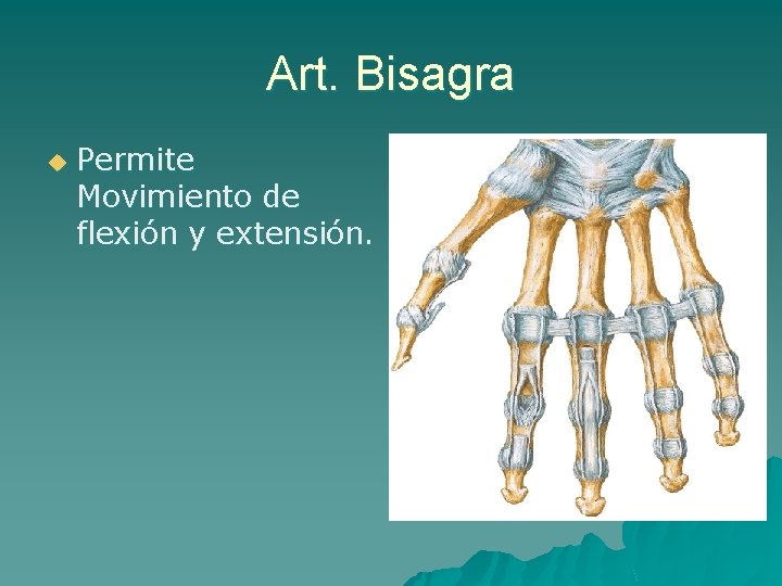 Art. Bisagra u Permite Movimiento de flexión y extensión. 