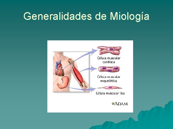 Generalidades de Miología 