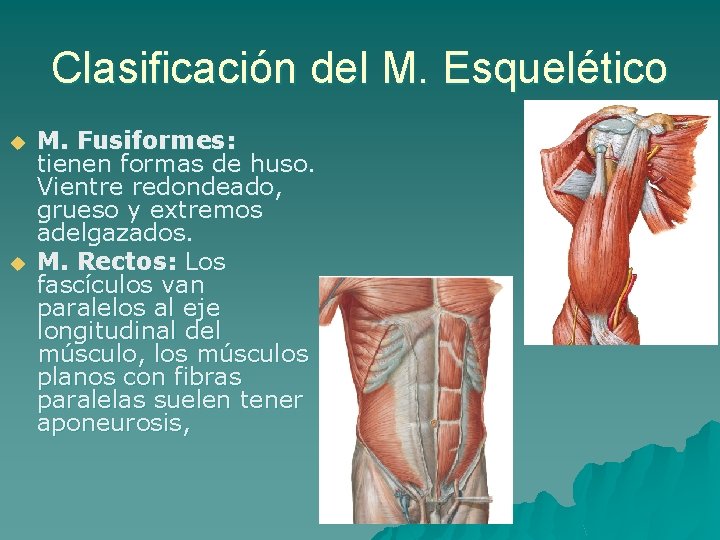 Clasificación del M. Esquelético u u M. Fusiformes: tienen formas de huso. Vientre redondeado,