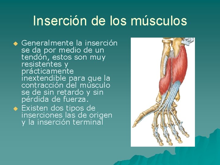 Inserción de los músculos u u Generalmente la inserción se da por medio de