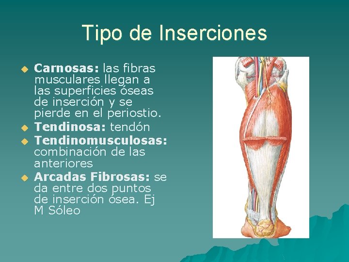 Tipo de Inserciones u u Carnosas: las fibras musculares llegan a las superficies óseas