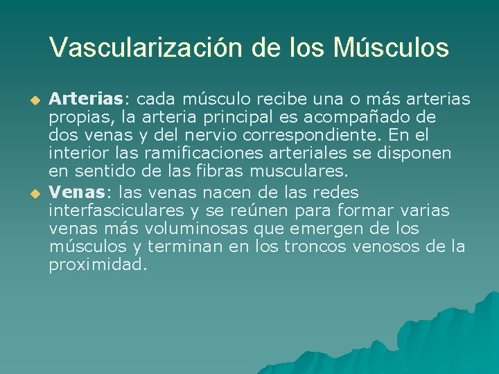 Vascularización de los Músculos u u Arterias: cada músculo recibe una o más arterias