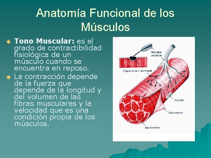 Anatomía Funcional de los Músculos u u Tono Muscular: es el grado de contractibilidad