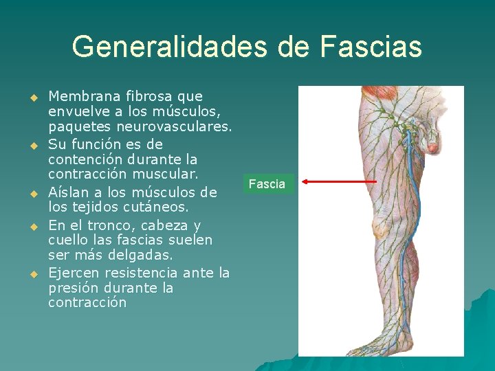 Generalidades de Fascias u u u Membrana fibrosa que envuelve a los músculos, paquetes